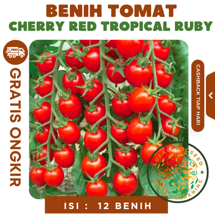 BERKEBUN TERBANYAK Benih Tomat Cherry Merah Kuning Bibit Ceri Known You