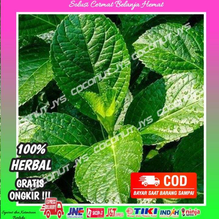 Daun Keji Beling Segar Daun Pecah Beling Obat Hrbal Tradisional