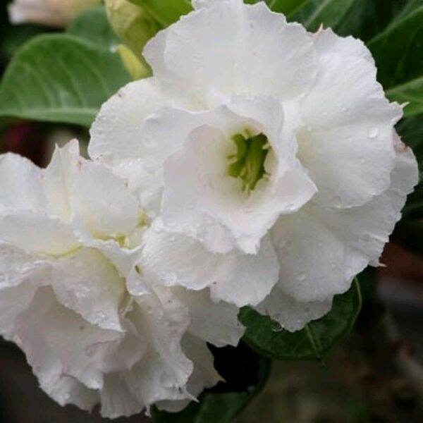 Isi Biji Benih Bunga Adenium Obesum Triple Snow White Harga Per Biji