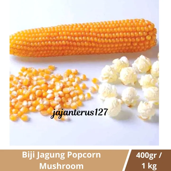 Biji Jagung Popcorn Import Biji Jagung Popcorn Big Ball Mushroom