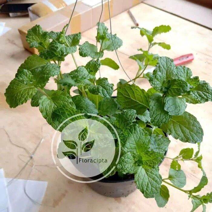 Tanaman Mint Bibit Tanaman Spearmint Mentha Tanaman Daun Mint Spearmin