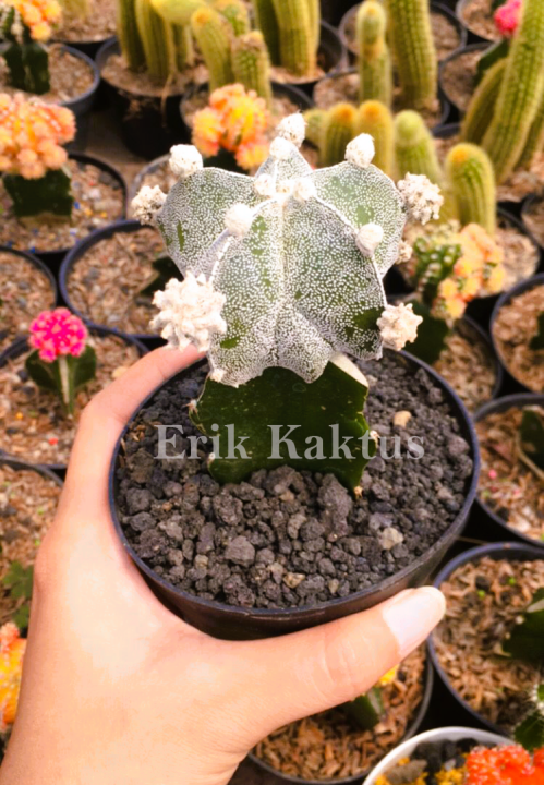 Kaktus Astrophytum Myriostigma Grafting Lazada Indonesia