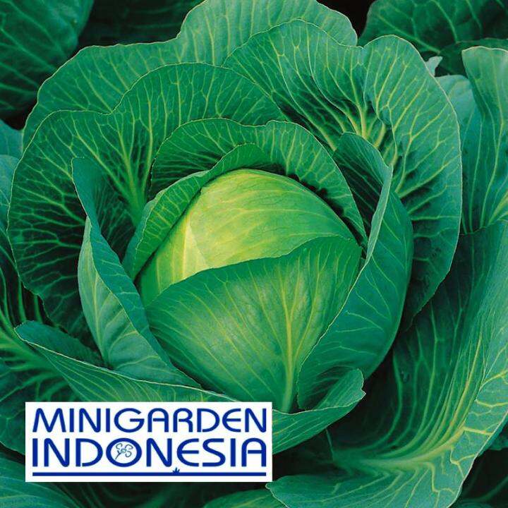 Benih Kubis Hijau F Bright Top Super Hybrida Bibit Tanaman Sayur