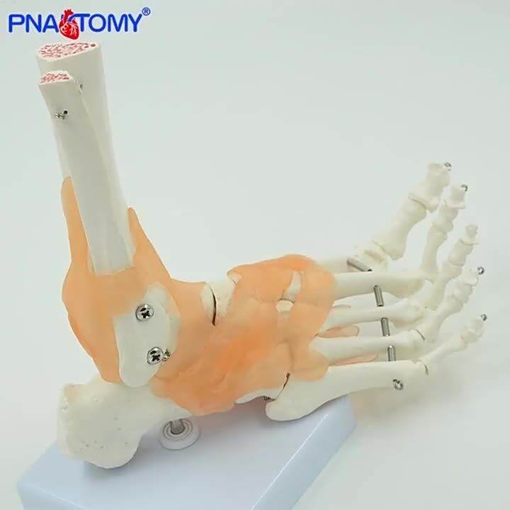 Human Foot Bone Model With Ligaments Life Size Feet Joint With Base