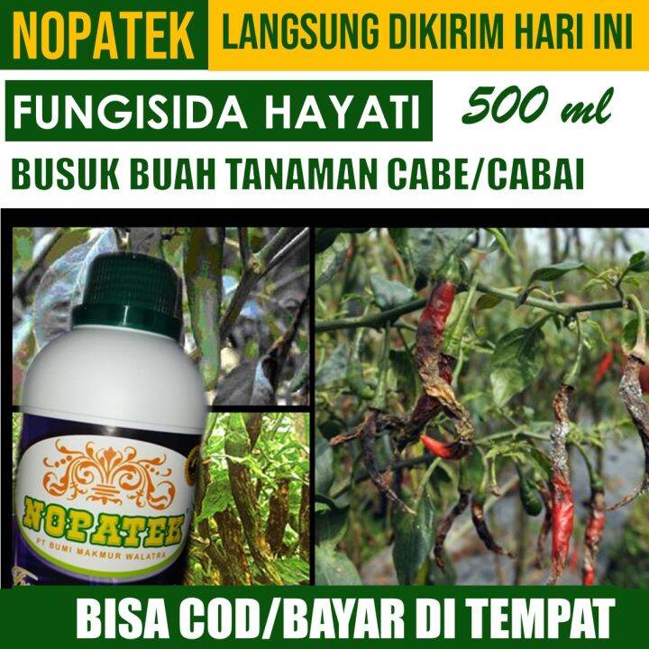 Langsung Kirim Ml Nopatek Fungisida Obat Hama Patek Dan Busuk Buah