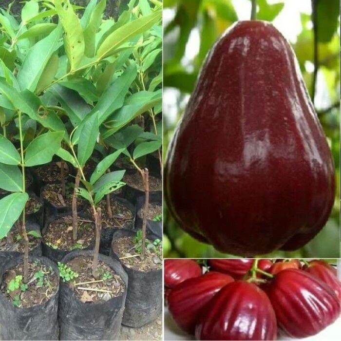 Obral Bibit Jambu Air King Rose Benih Pohon Tanaman Buah Buahan DDD