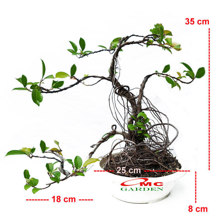 Bonsai Beringin Lokal Local Iprik Kimeng Ficus Microcarpa Bonsae B BR