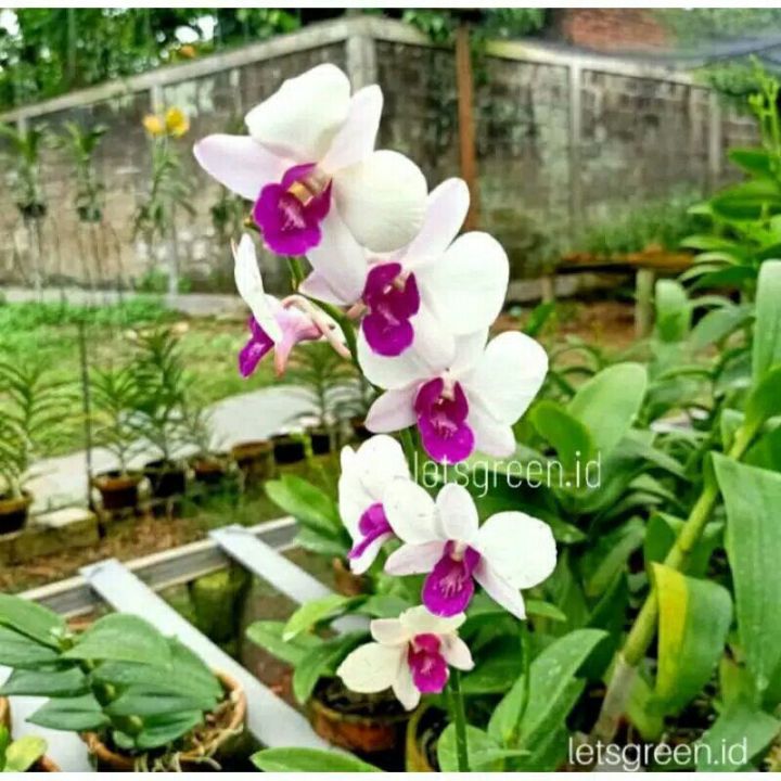 Seedling Anggrek Dendrobium Wonleng Lazada Indonesia