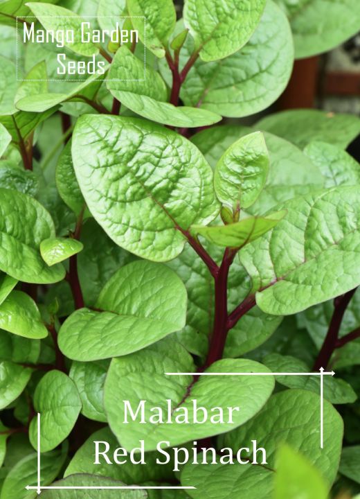 Red Malabar Spinach Vegetable Seeds 20 Seed Pot Friendly Tanam Pasu