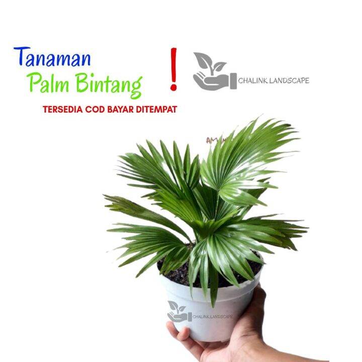 Tanaman Hias Palm Bintang Palem Sadeng Lazada Indonesia