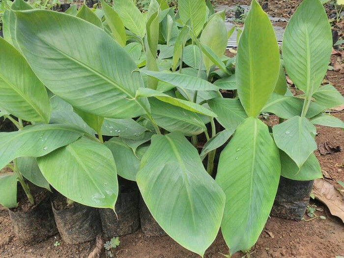 Paket Pisang Mas Kuljar Pohon Lazada Indonesia