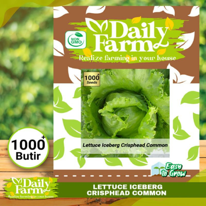 Benih Sayur Selada Lettuce Iceberg Marry Daily Farm Lazada Indonesia