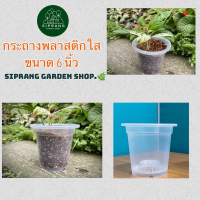 กระถางพลาสติกใส ขนาด 6 นิ้ว Siprang Garden Shop ?