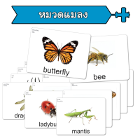 แฟลชการ์ด หมวดแมลง บัตรคำ แนวการสอนเดียวกับ ชิจิดะ เฮกุรุ บัตรคำศัพท์
