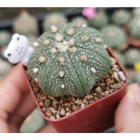 แอสโตร​ไ​ฟตั้​ม​เว้า ราคาประหยัด #แคสตัส castus​ astrophytum แอสโตร แอสโตร​ไ​ฟตั้​ม แอสโตรไฟตัม กระบองเพชร แอสโตรวี