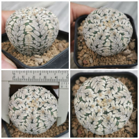 แอสโตร​ไ​ฟตั้​ม​สวยมาก วียันโคน #แคสตัส castus​ astrophytum แอสโตร แอสโตร​ไ​ฟตั้​ม แอสโตรไฟตัม  แอสโตรวี super​