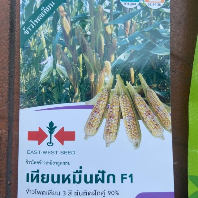 ข้าวโพดเทียนหมื่นฝักf1