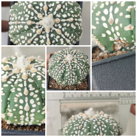 แอ​สโตร​ไ​ฟตั้​ม​ super #แคสตัส castus​ astrophytum แอสโตร แอสโตร​ไ​ฟตั้​ม แอสโตรไฟตัม กระบองเพชร แอสโตรวี super