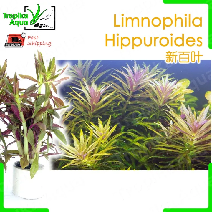 limnophila aromatica hippuroides