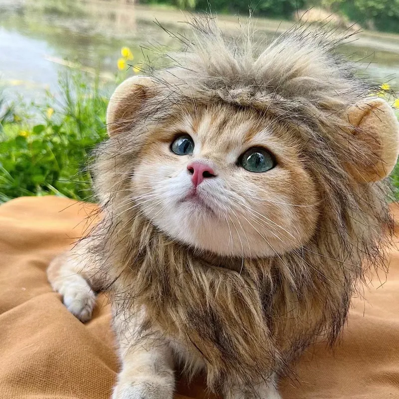 ZZOOI Cute Lion Mane Cat Wig Hat Funny Pets Clothes Cap Fancy ...