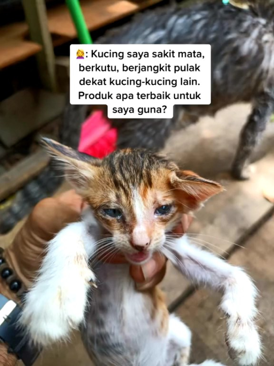 Original Spray Kucing (Ubax) Kutu, Hama, Kurap & Anti Serangga Lazada