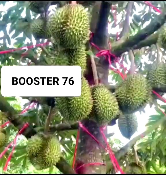 BOOSTER 76 Kemasan 500ML / Pupuk Penyubur Pelebat Dan Perangsang Buah ...