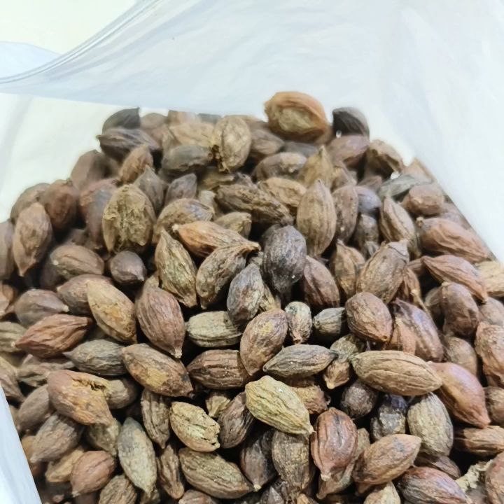 25/50/100 biji benih pokok tadah hujan / pokok doa / green bucida seeds ...