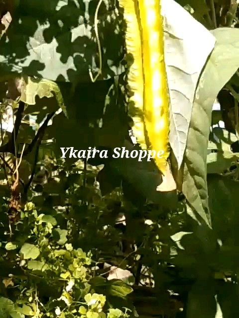 Sigarilyas 7 Seeds Kalamismis Winged Beans Binhi Pantanim Vegetable