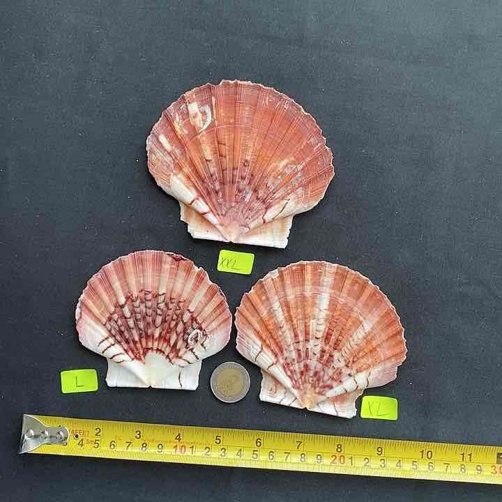 iceland scallop shell หอยเชลล์ไอซ์แลนด์แบน 913cm Lazada.co.th