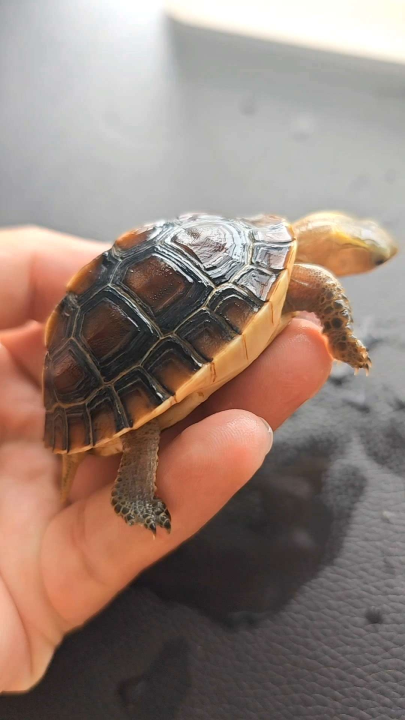 CBT no. 8 Chinese Box Turtle / Yellow Margined Box Turtle高背黄耳线， 黄缘小龟 ...