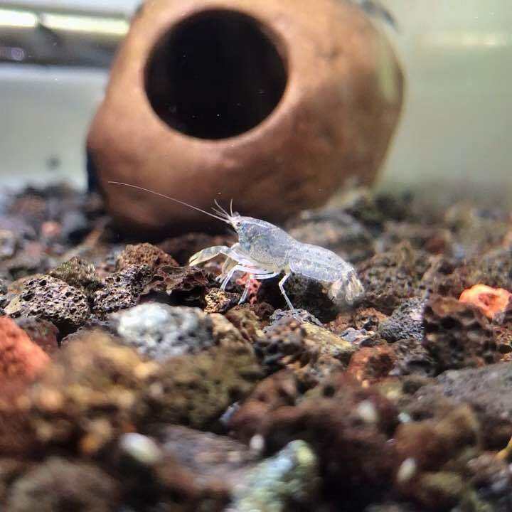 [LIVE FISH] Mexican Dwarf Crayfish / Mini Crayfish / Mini Lobster | Lazada