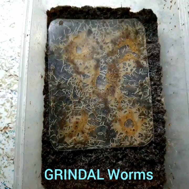 Grindal Worms Aquarium Pet Food ( Unlimited Supply) Lazada PH