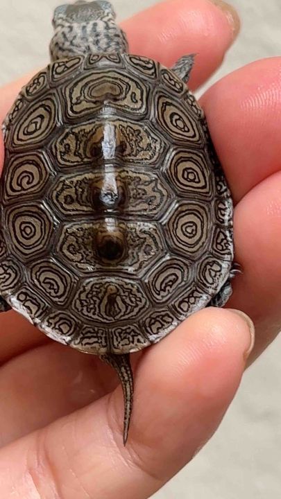 中花钻纹龟[3.8cm] Diamondback Terrapin Turtle Each Kura-kura Hidup Seekor 