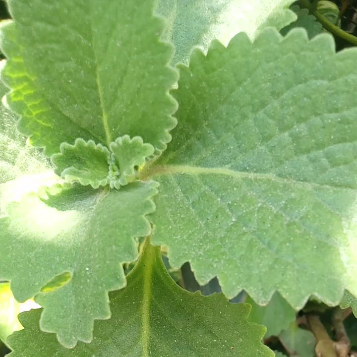 OREGANO LEAVES (12 PCS) Herbal Tea / Gamot sa UBO / COUGH 💯 EFFECTIVE