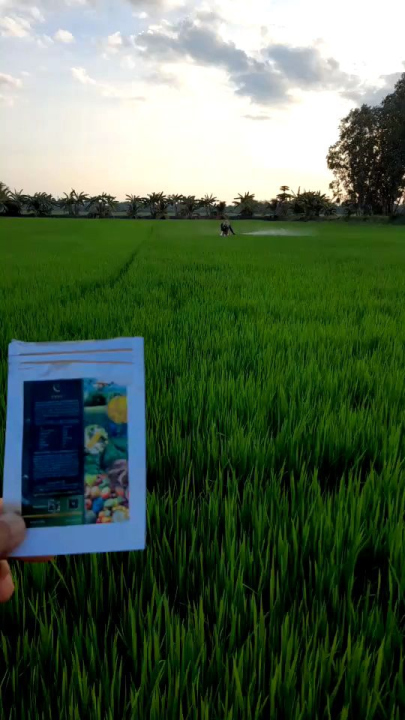 สินค้าใหม่Tree+สารเสริมพืชบำรุงดินช่วยให้พืชเจริญเติบโตดียิ่งขึ้นขนาด ...