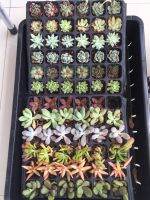 ไม้อวบน้ำ นำเข้า Succulent Plant (import) ไม้อวบน้ำน่ารักๆ สดชื่น ตั้งโต๊ะทำงาน Office/Home/Garden Size2.5-6.8cm. 1ต้น/PCs