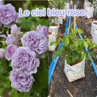 กุหลาบสีม่วงดอกหอม le ciel blue rose