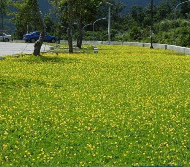 เมล็ดพันธุ์ถั่วบราซิล-บรรจุ-1-กิโลกรัม-ไม้ดอกไม้ประดับ-จัดสวน-พืชคลุมดิน-บำรุงดิน-ตกแต่งระเบียงตกแต่งสวน-สนามหญ้า