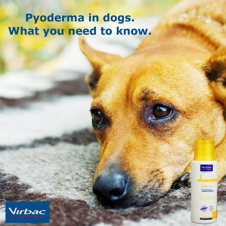 Virbac Pyoderm Antiseptic Shampoo 3 chlorhexydine, dermatitis, mange