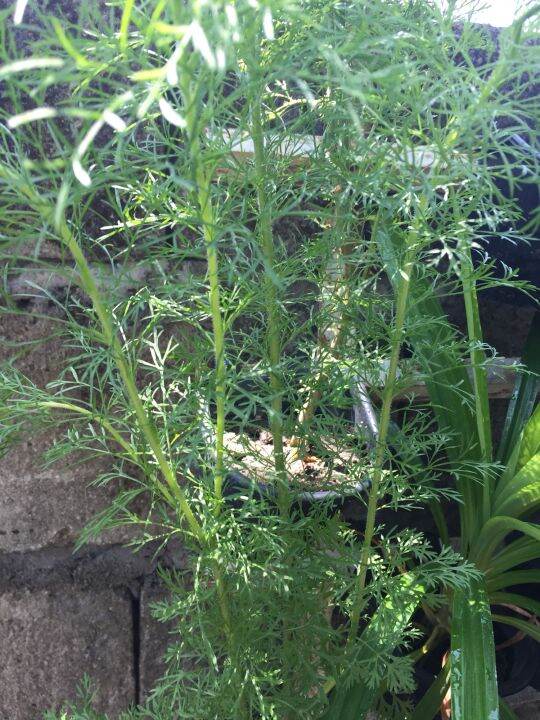 Dog Fennel Live plant/False DILL /LUZON Buyers Only Lazada PH