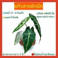 แก้วสารพัดนึก (พันธุ์ใบใหญ่พร้อมกระถางขาว) ต้นไม้มงคลสายมูต้องมี (เสริมดวงคิดสิ่งใดสมความปรารถนา)ความสูง ประมาณ 20-25 ซม.