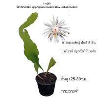 ต้นโบตั่น?ว่านปู่ย่าชื่อวิทยาศาสตร์ Epiphyllum hookeri Haw. subsp.hookeri