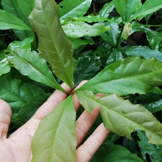 POKOK PUTAT (Barringtonia spp.) | Lazada