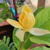 ต้นมนต์จำปา ดอกสีเหลืองเข้ม (Magnolia liliifera × M. champaca ‘Monchampa’ ) ไม้หอมหายาก  ต้นสูง 60-80 ซม ดอกสีเหลืองเข้มหรือสีเหลืองทอง ดอกเป็นชั้น มีกลิ่นหอ