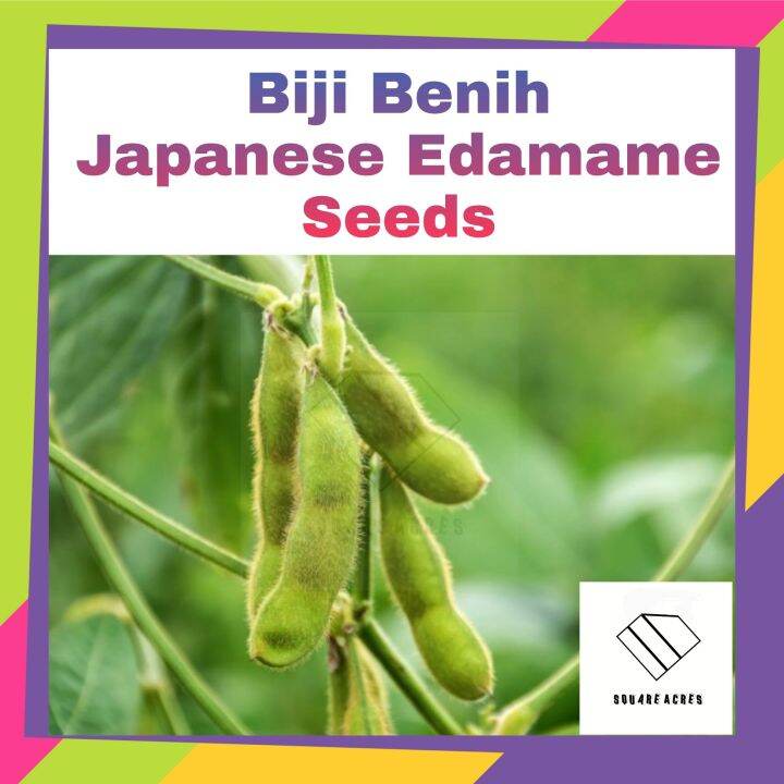 {Rare} 5pcs Japanese Edamame Seeds Kacang Edamame Lazada