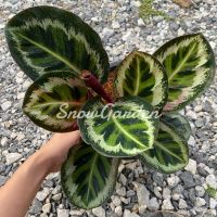 คล้าแองเจล่า ? Calathea Angela ? กระถาง8นิ้ว