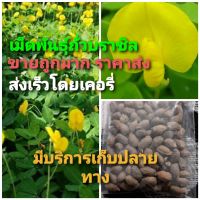 เมล็ดพันธุ์ถั่วบราซิล บรรจุ 500เมล็ด ไม้ดอกไม้ประดับ จัดสวน พืชคลุมดิน บำรุงดิน ตกแต่งระเบียงตกแต่งสวน สนามหญ้า