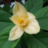 ต้น มนต์จำปา ดอกมีเหลืองเข้ม หรือสีทอง เป็นไม้หอมหายาก (Magnolia liliifera × M. champaca ‘Monchampa’ ) ต้นสูง 60-80 ซม ดอกสีเหลืองเข้มหรือ สีเหลืองทอง ดอกเป็นชั้น มีกลิ่นหอม กลิ่นหอมชื่นใจ ส่งกลิ่นหอมตลอดวัน ออกดอกตลอดปี ต้นไม้ทุกต้นรีบประกันการจัดส่ง