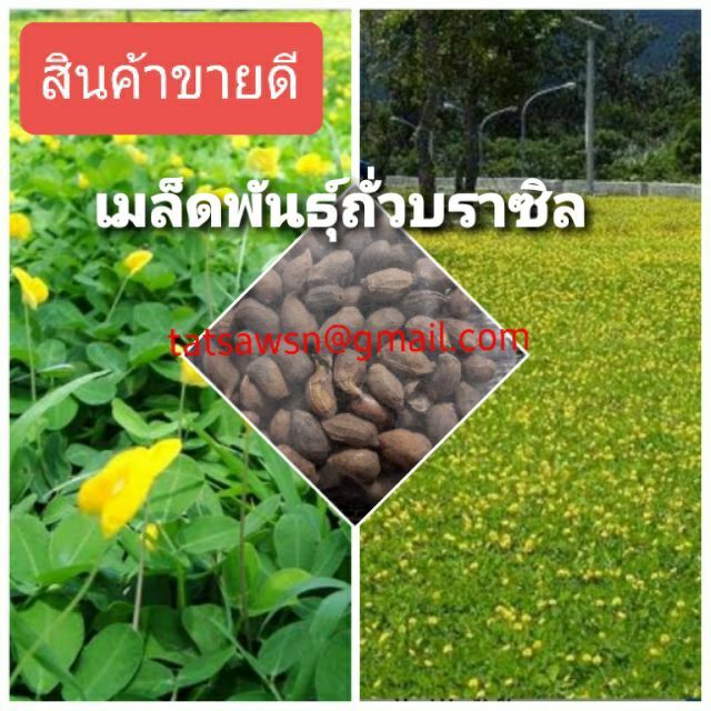 เมล็ดพันธุ์ถั่วบราซิล-บรรจุ-1-กิโลกรัม-ไม้ดอกไม้ประดับ-จัดสวน-พืชคลุมดิน-บำรุงดิน-ตกแต่งระเบียงตกแต่งสวน-สนามหญ้า