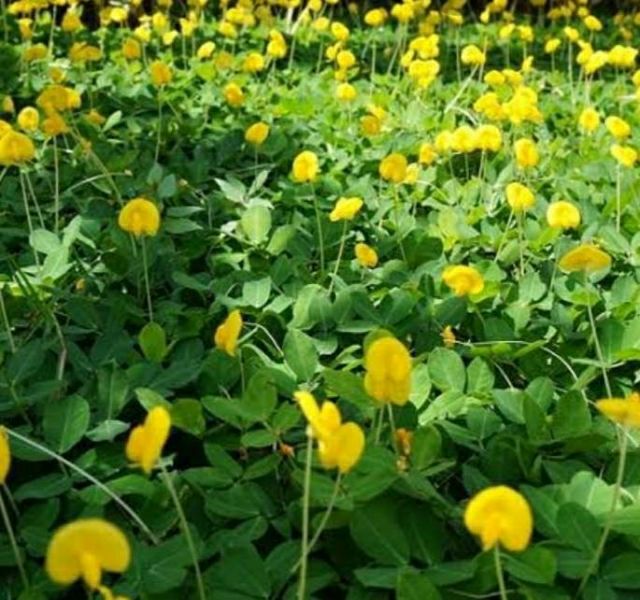เมล็ดพันธุ์ถั่วบราซิล-บรรจุ-300เมล็ด-ไม้ดอกไม้ประดับ-จัดสวน-พืชคลุมดิน-บำรุงดิน-ตกแต่งระเบียงตกแต่งสวน-สนามหญ้า